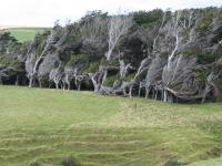 Albums/20060200-New Zealand 2006/20060313-Catlins/4